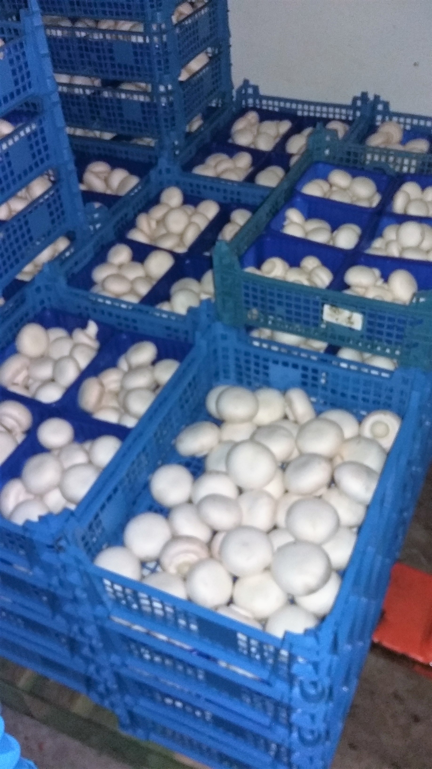 accommodationPhotoUrl